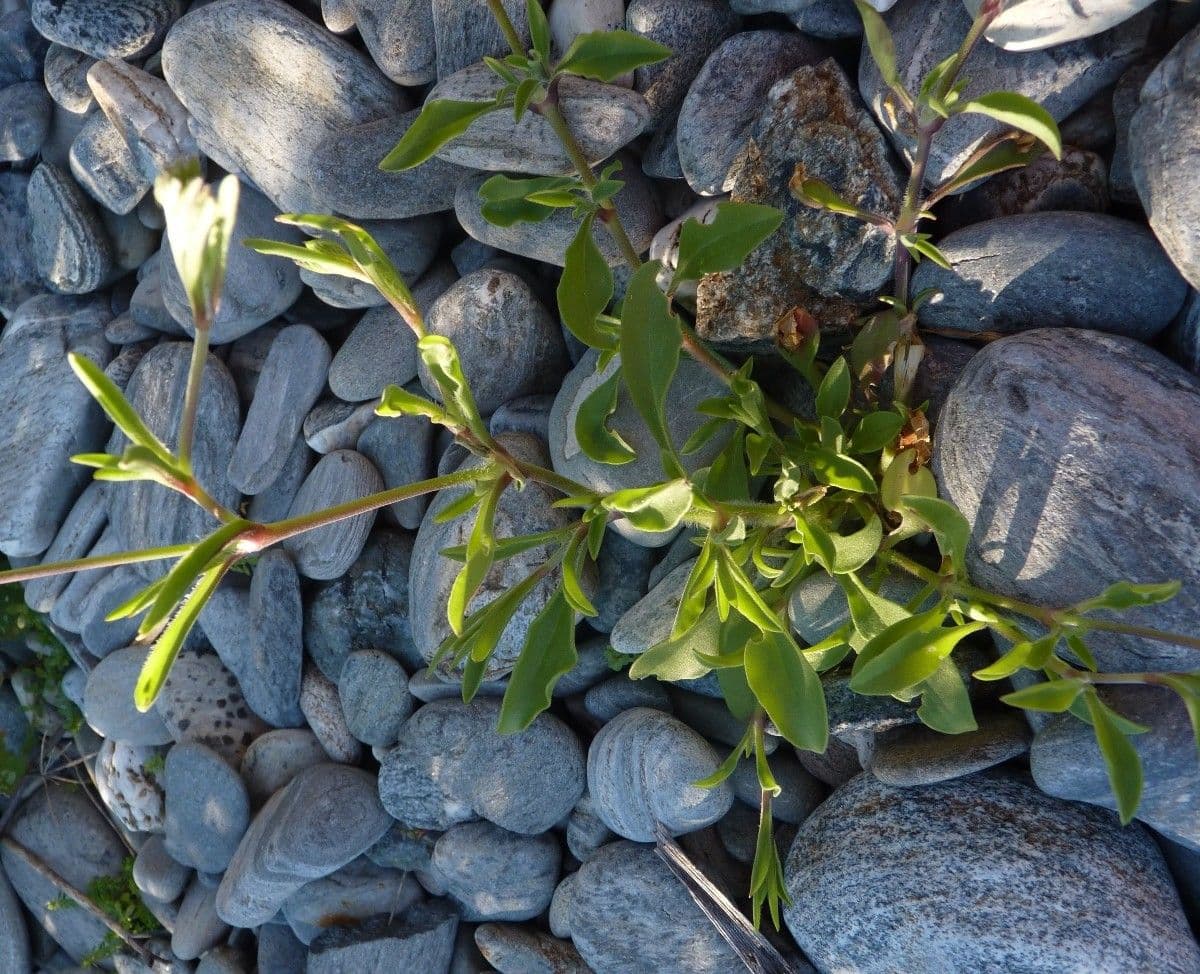 Silene secundiflora 13