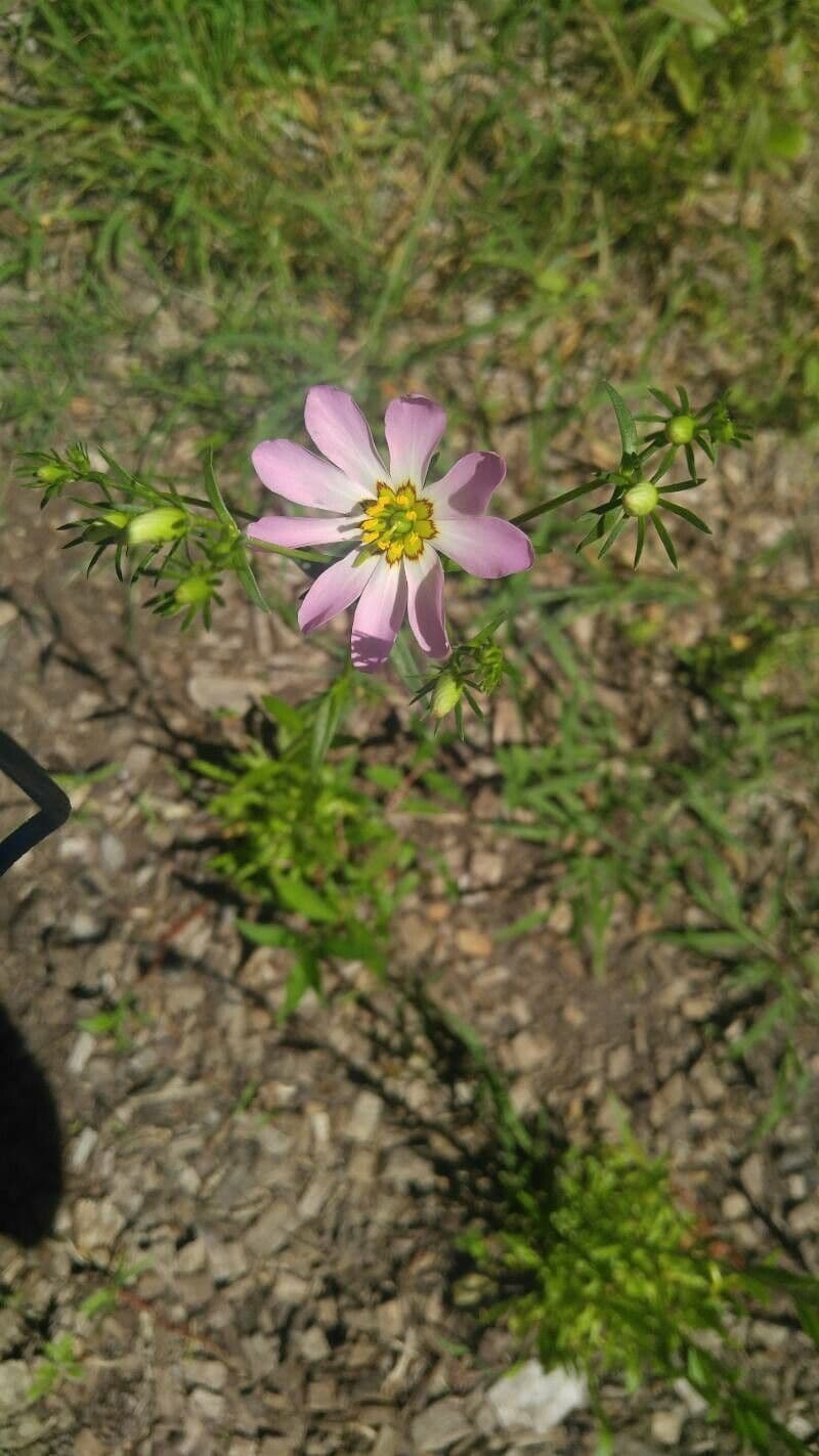 Cosmos parviflorus