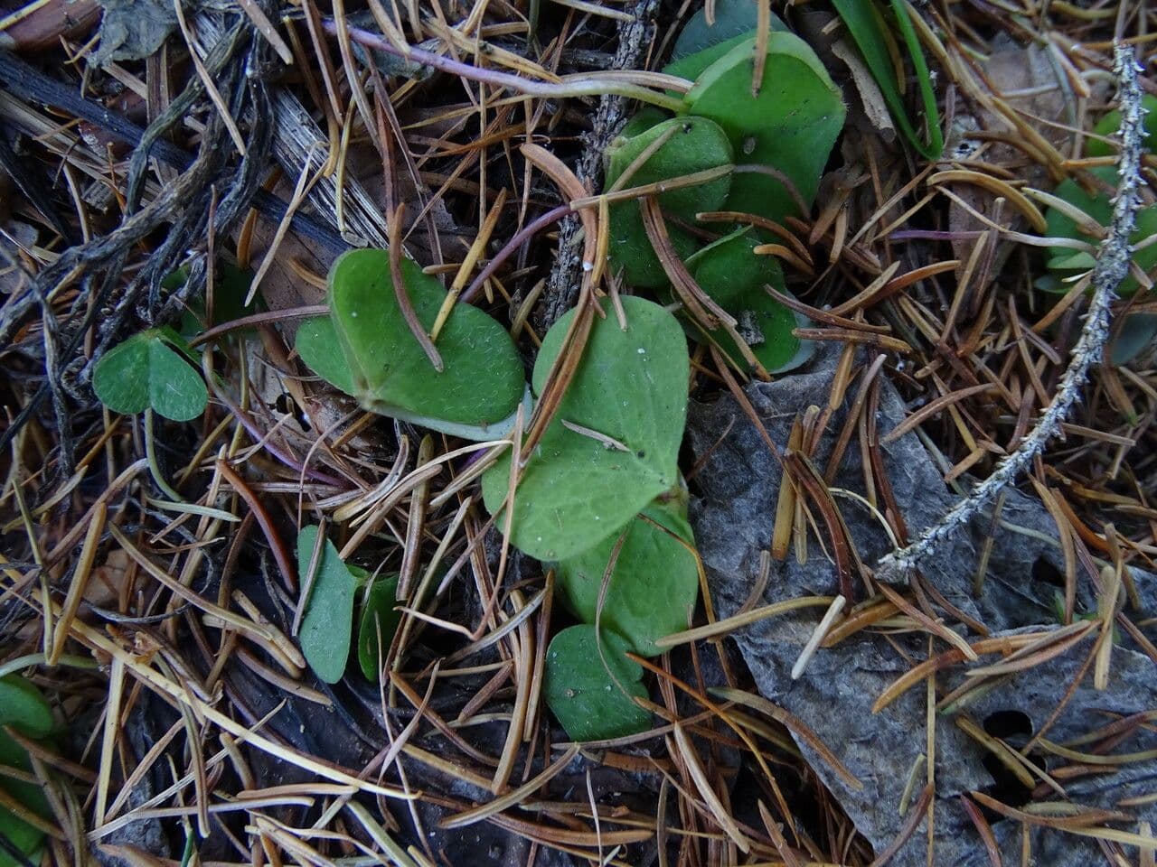 Waldsauerklee 17