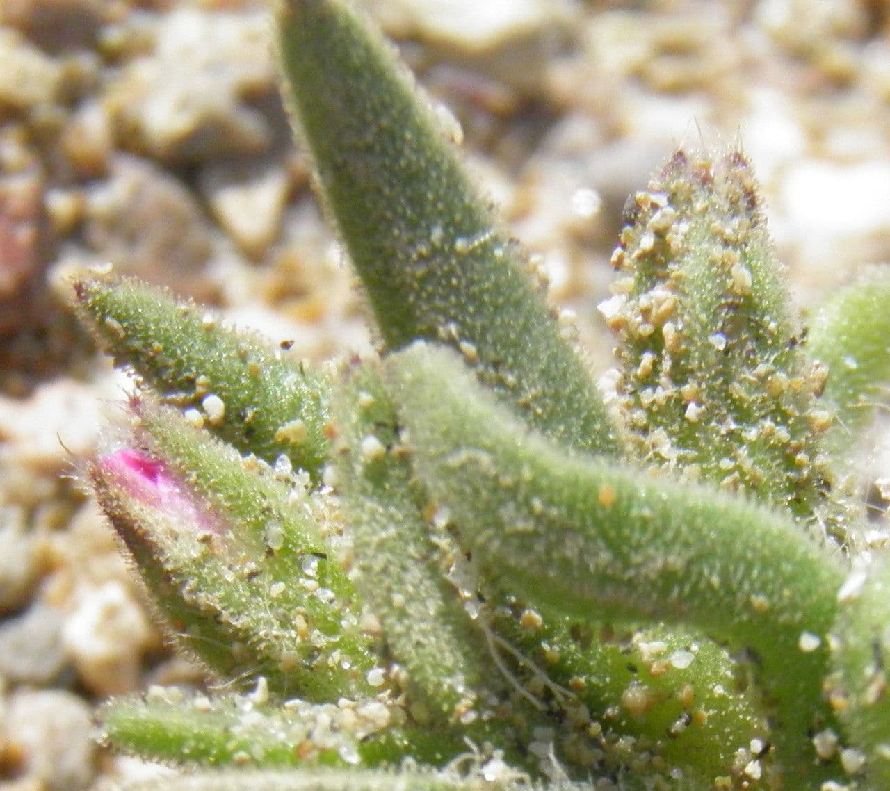 Silene littorea 16