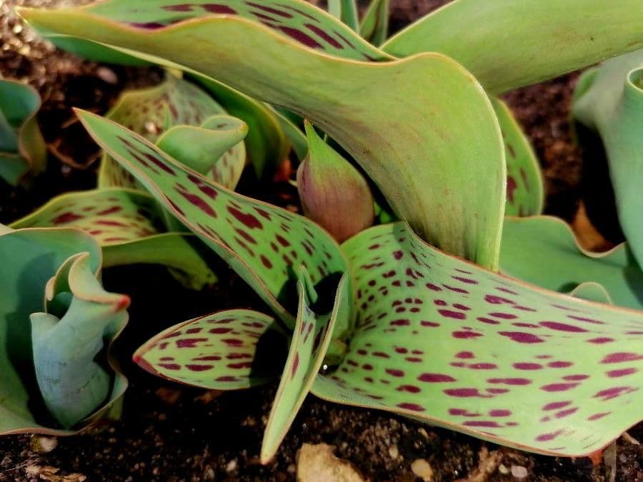 Tulipano 7