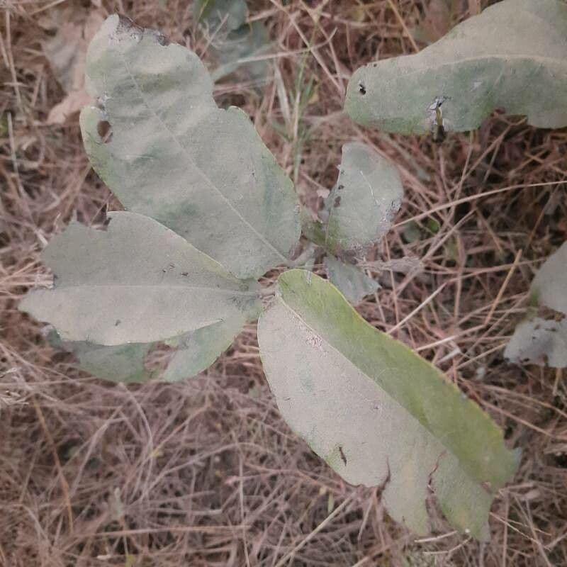 Eben mespiliformis 10