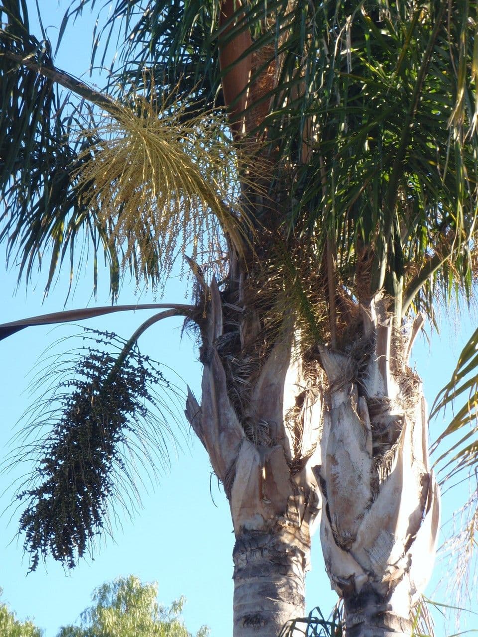 Palma di Giriba 12