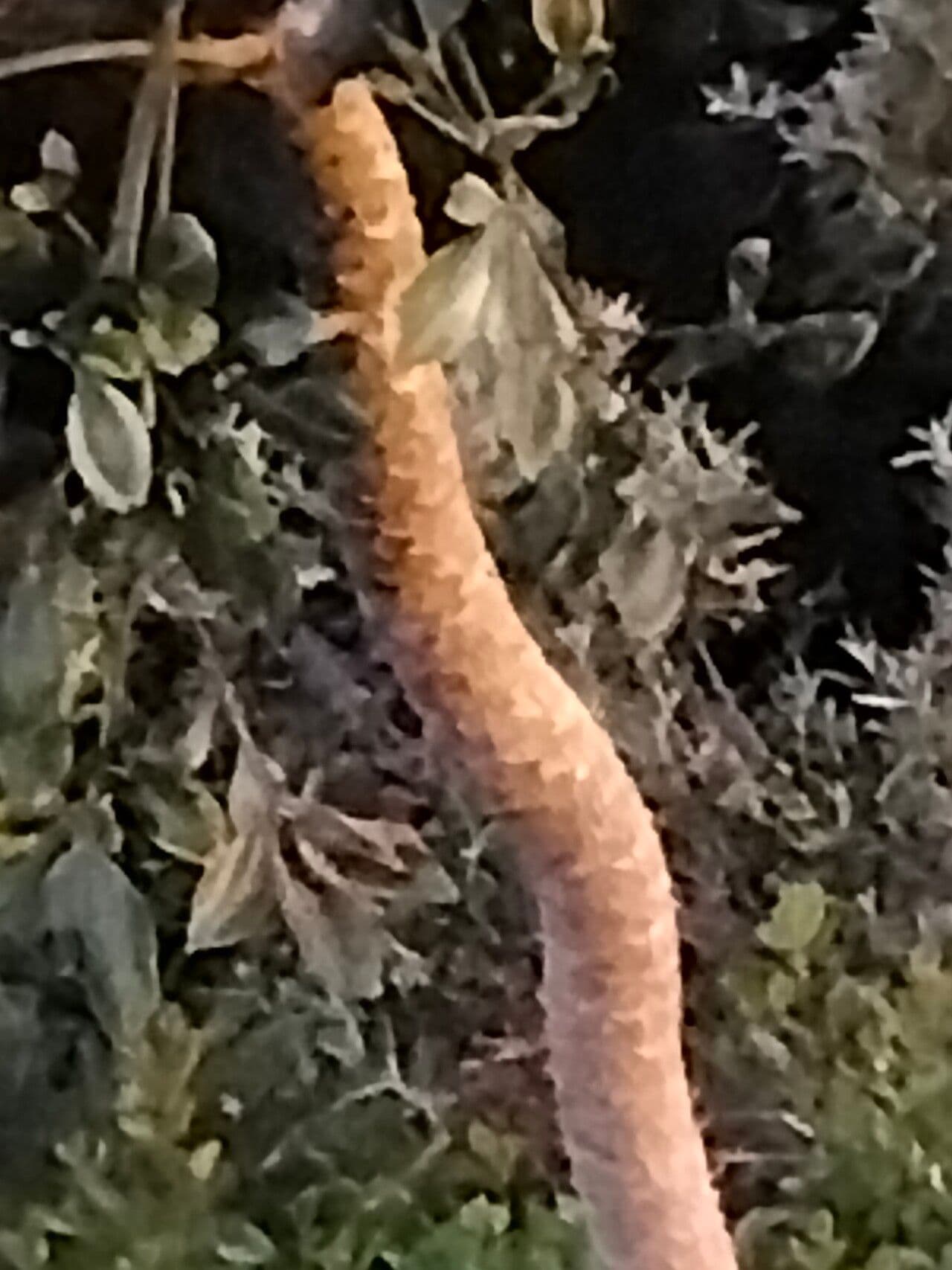 Cussonia 4
