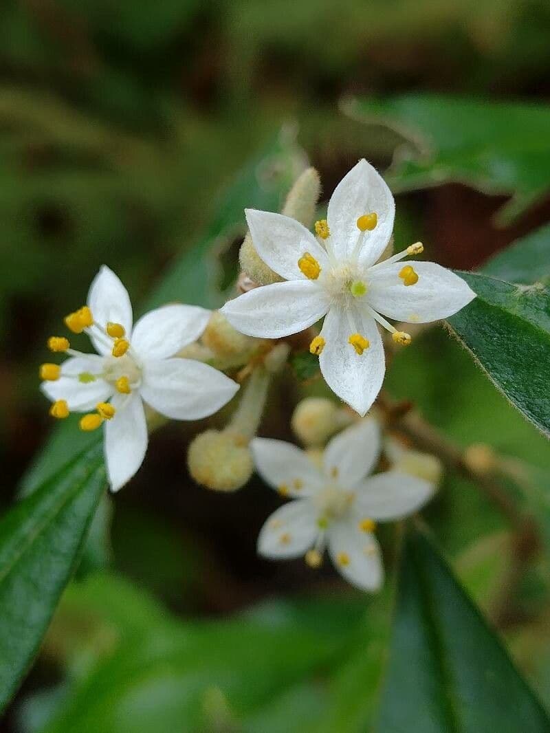 Asterolasia correifolia