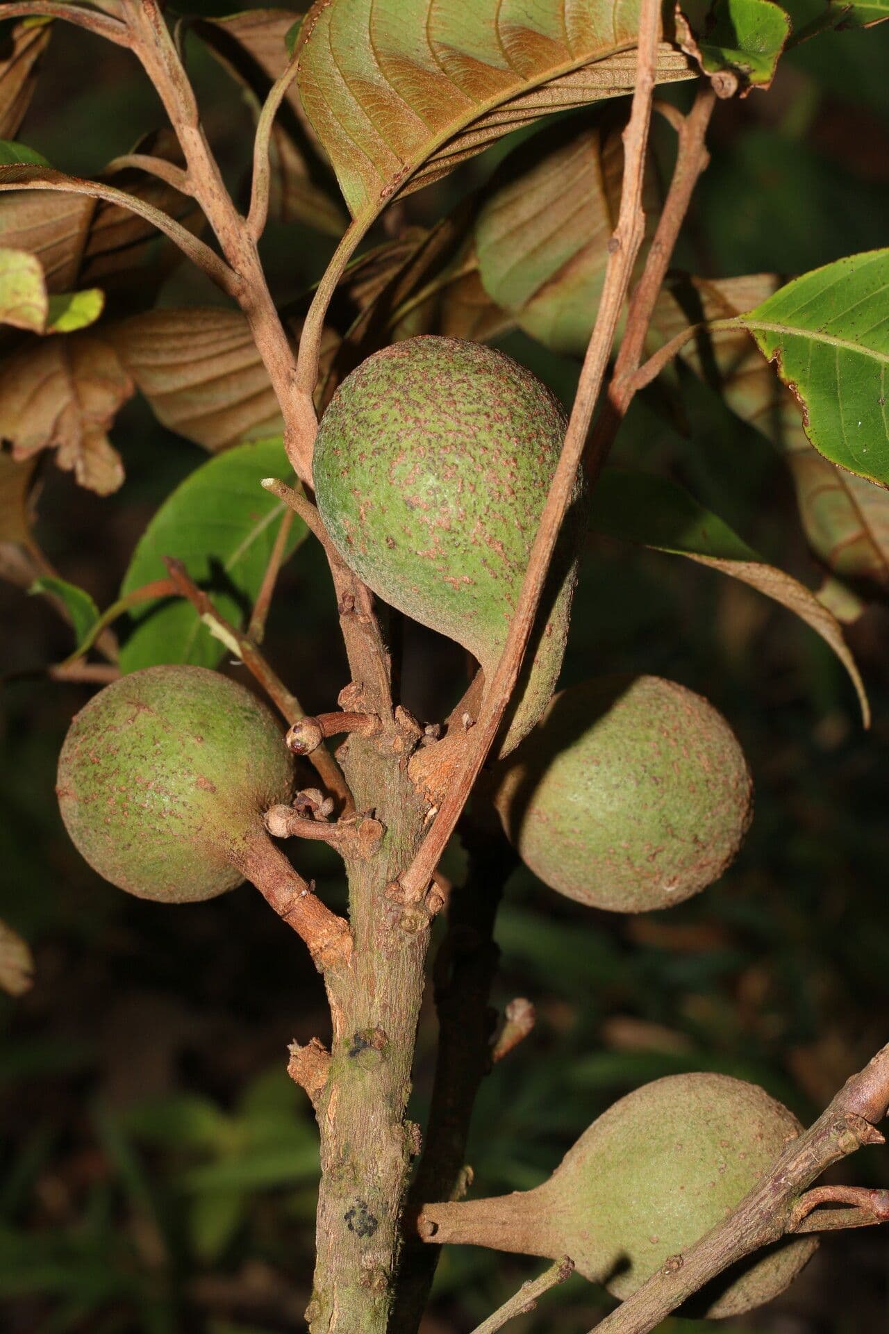 Pouteria 2