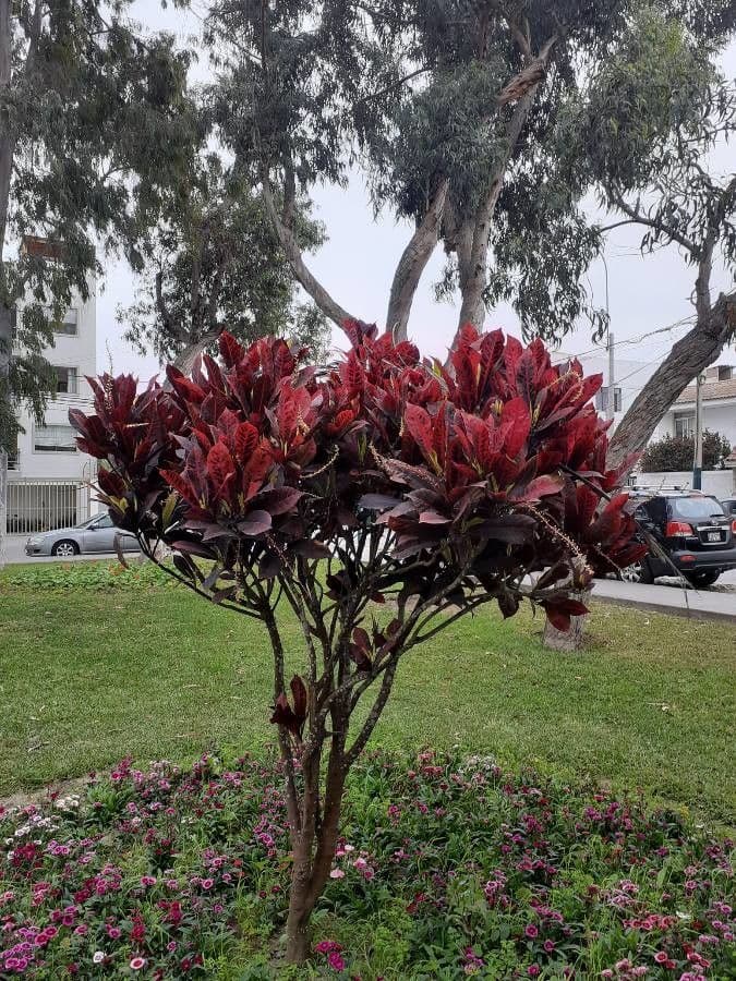 Croton variegato 12