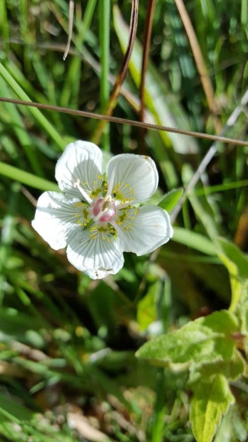 Parnassia 6