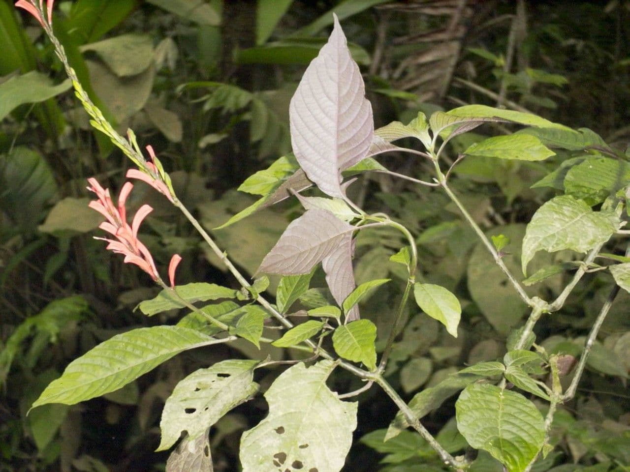 Stenostephanus 3