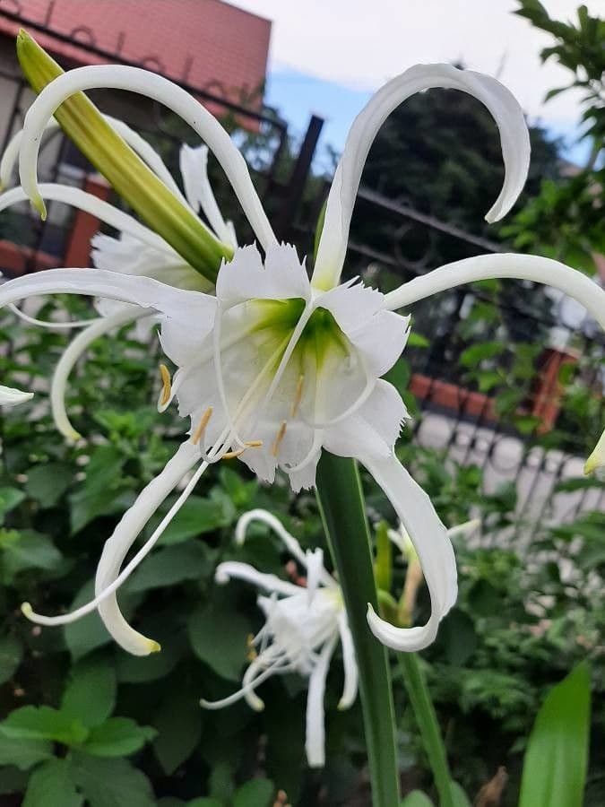 Hymenocallis 4