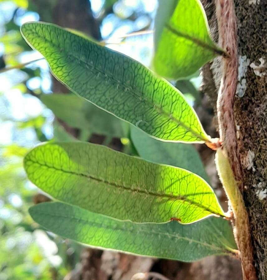 Mikrogramma 6