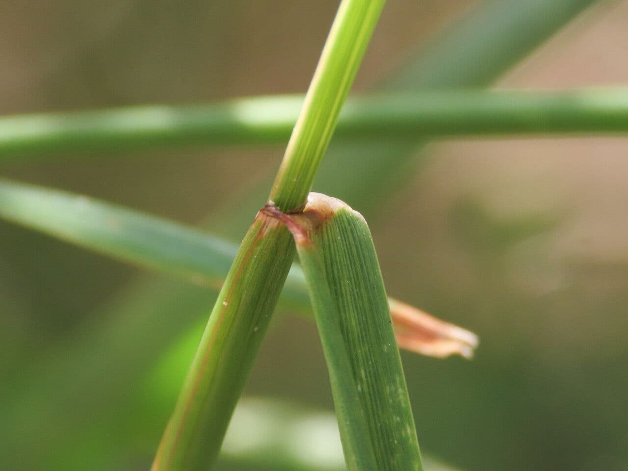 Loglio perenne 25