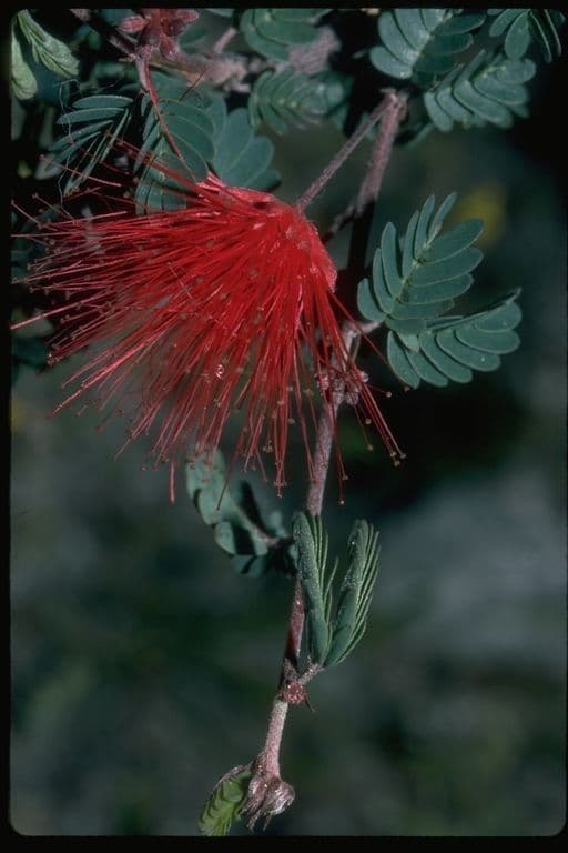 Fairy-duster 7