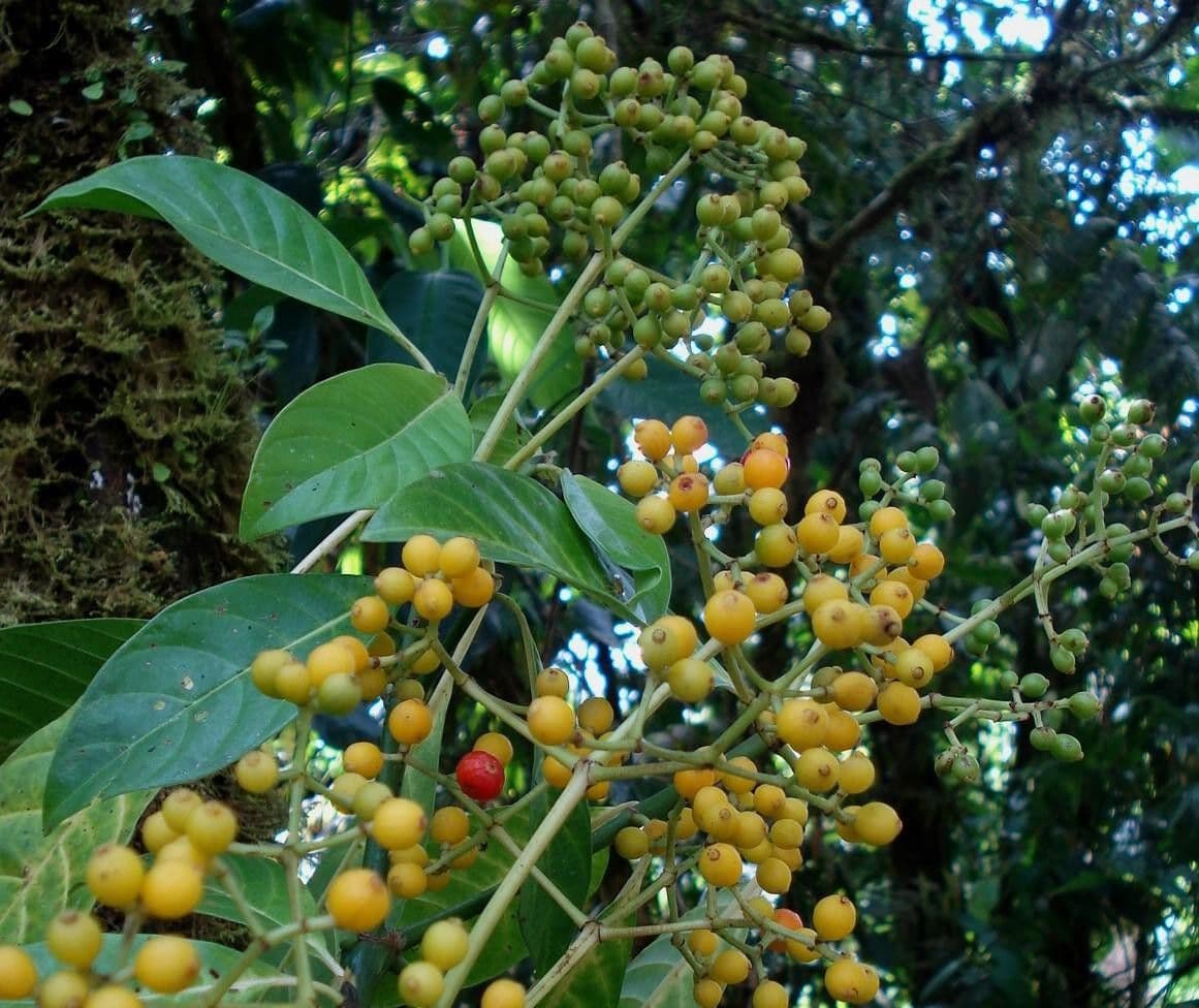 Psychotria 28