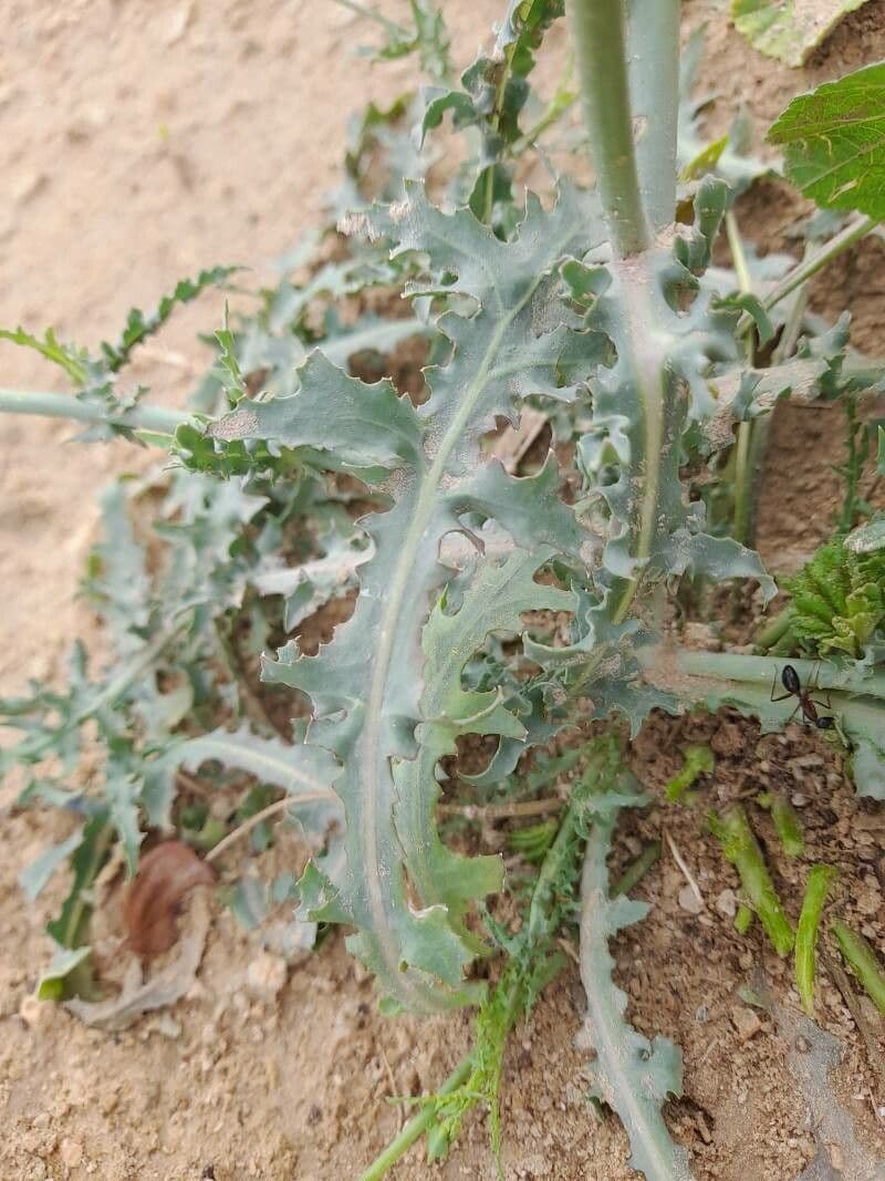 Launea mucronata 12