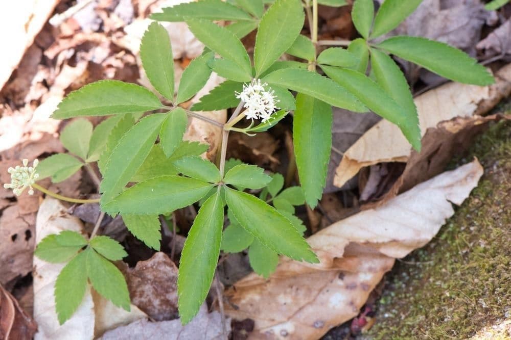 Panax trifolius 8