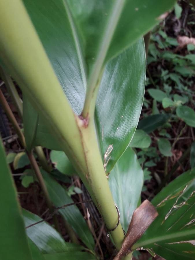 Alpinia zerumbet 24