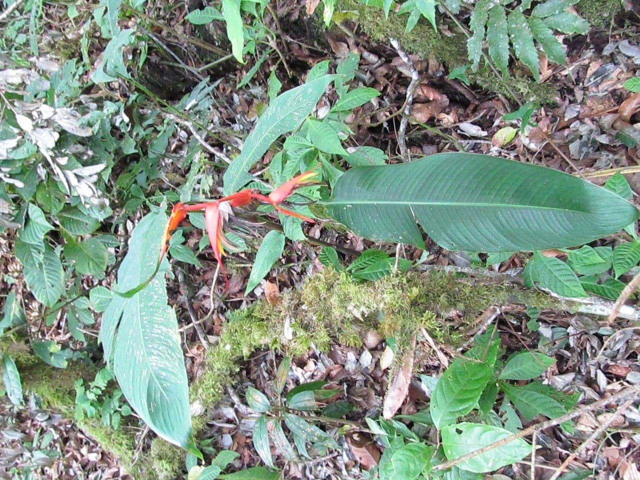 Heliconia 8