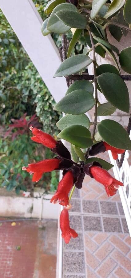Pianta rossetto 7