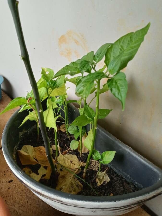 Peperoncino cinese 14