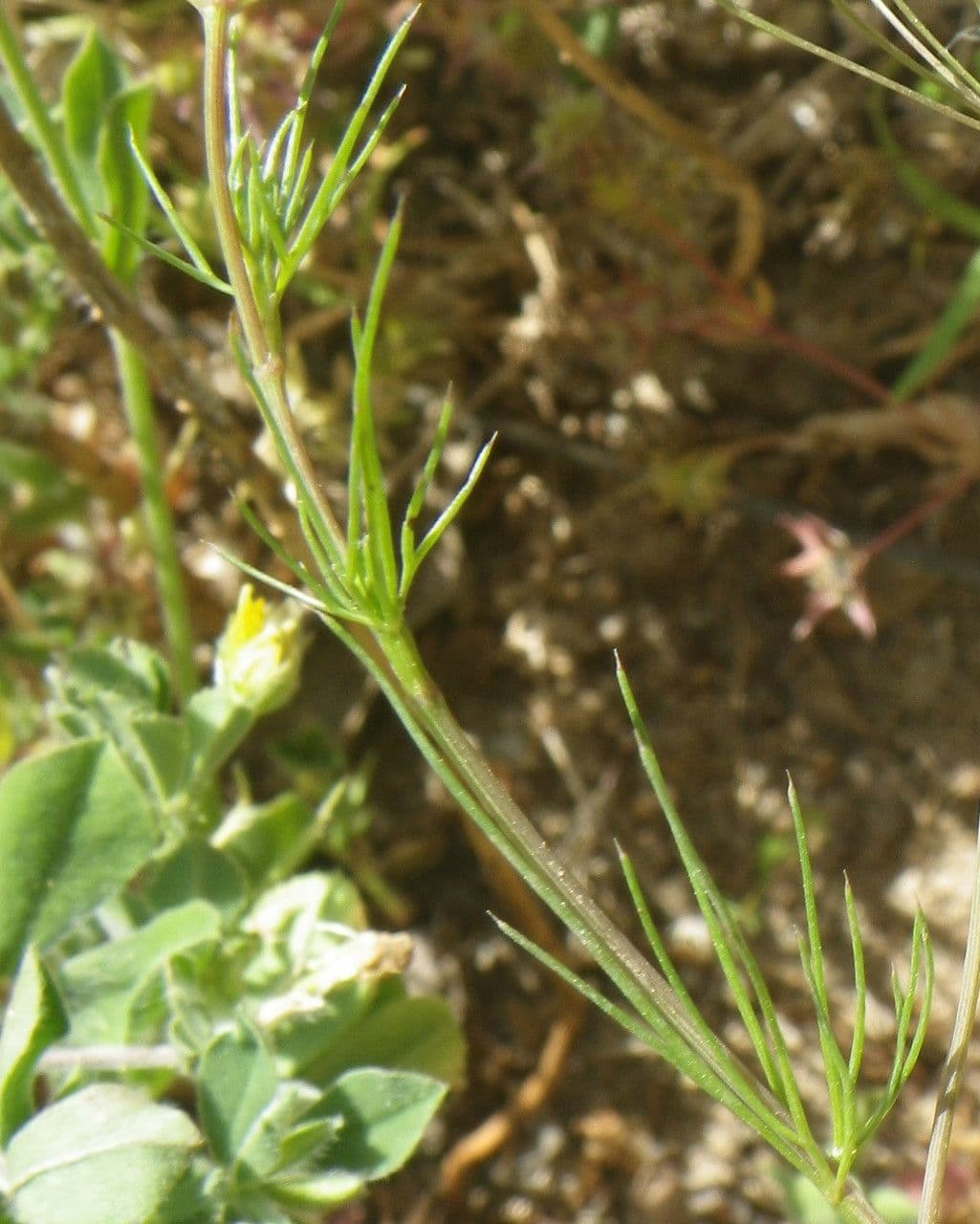 Ammoides pusilla 15
