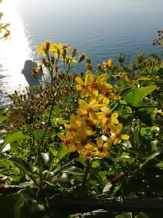 Senecio angulatus 10