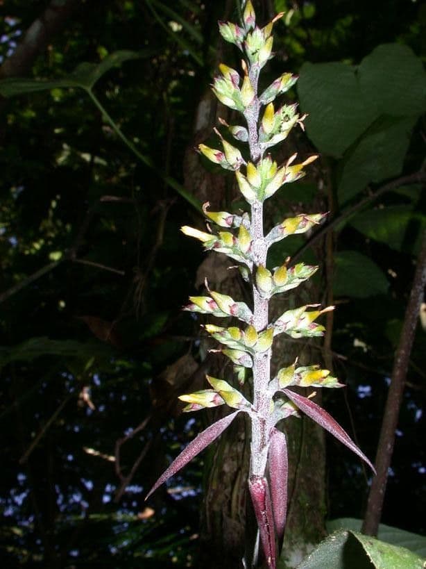 Aechmea 23