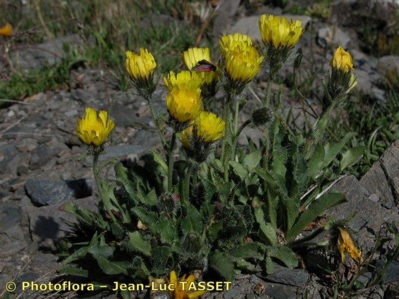 Alpen-Habichtskraut 8