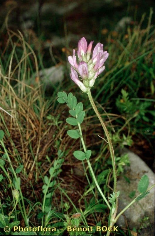 Astragalus 17