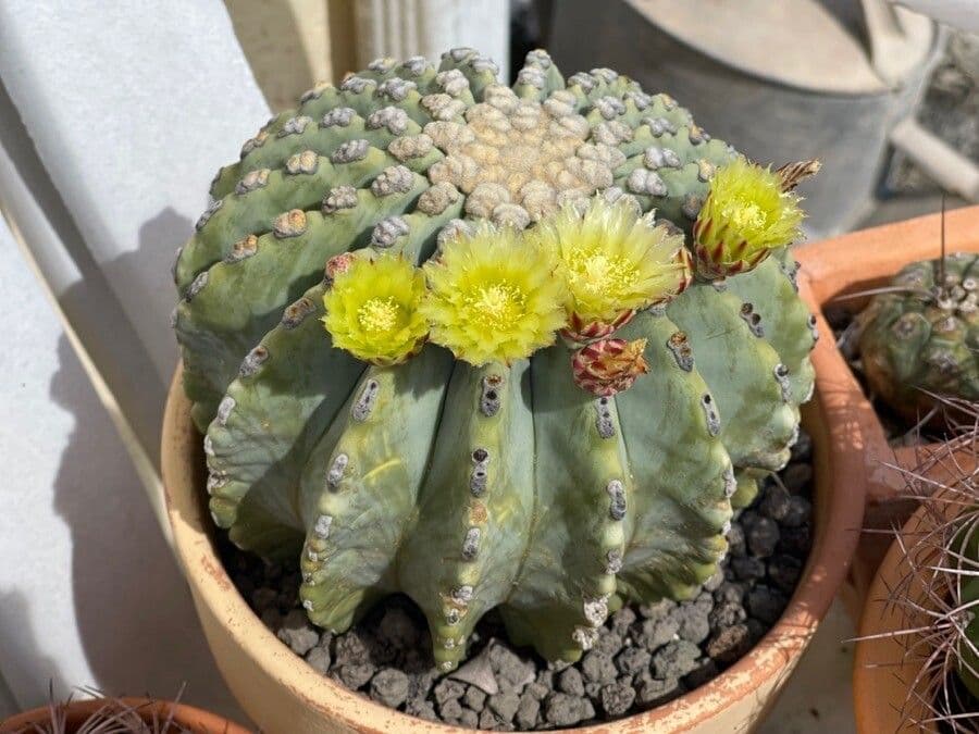 Cactus 7