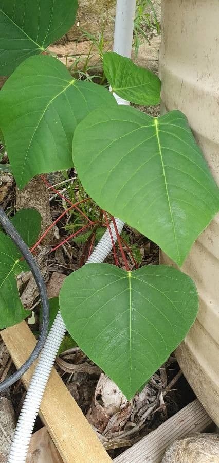 Homalanthus 4