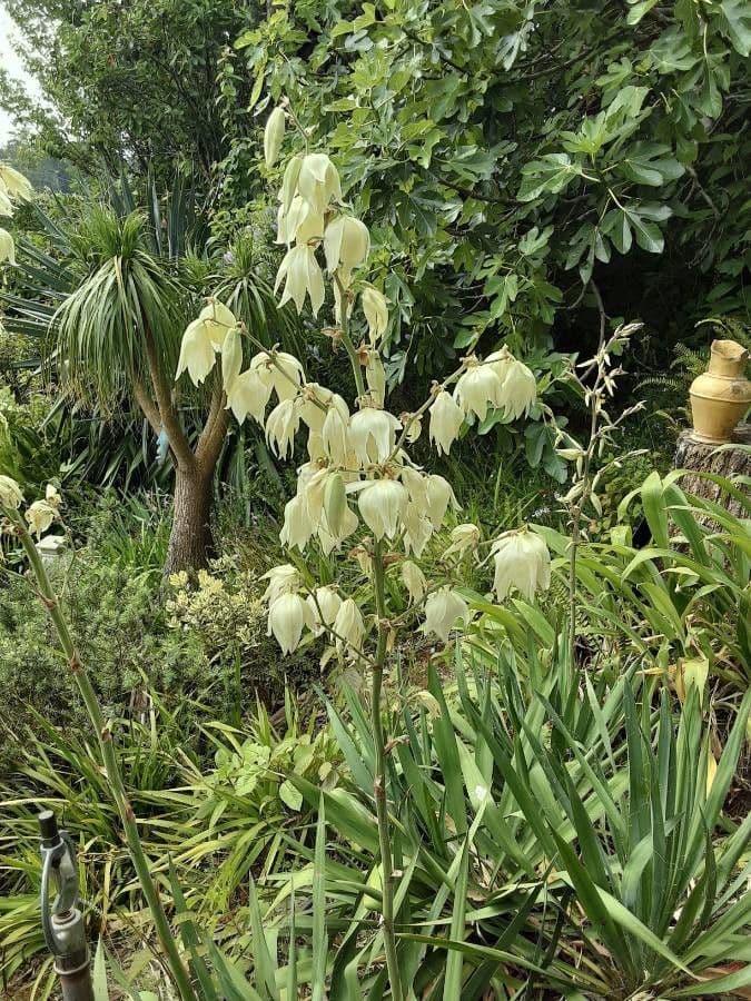 Yuca flaccida 6