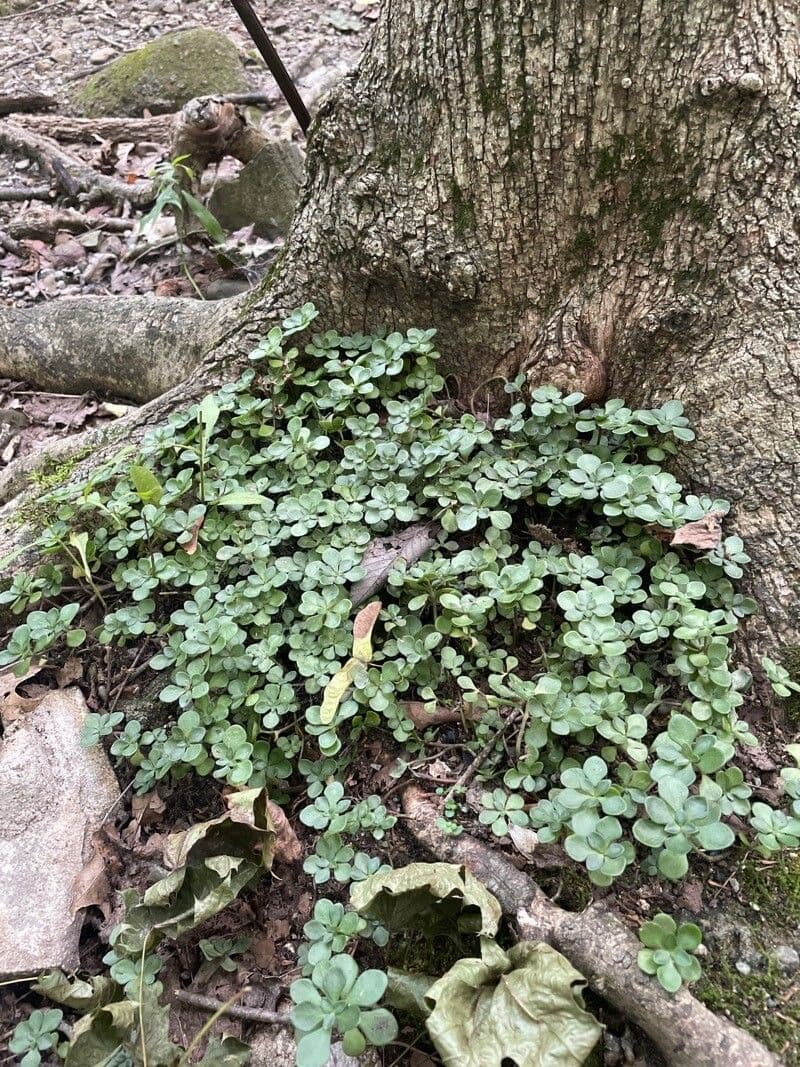 Sedum ternato 13