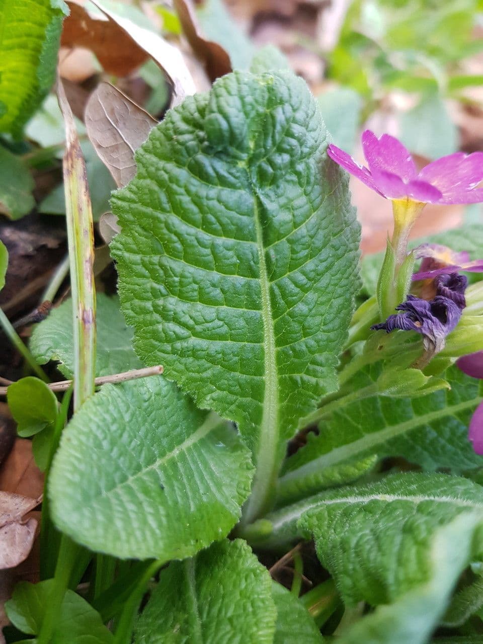 Primula maggiore 20