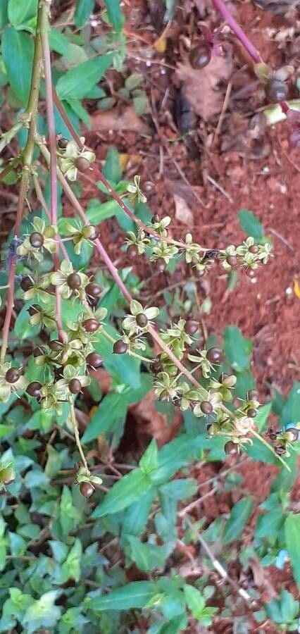 Trichostigma 2