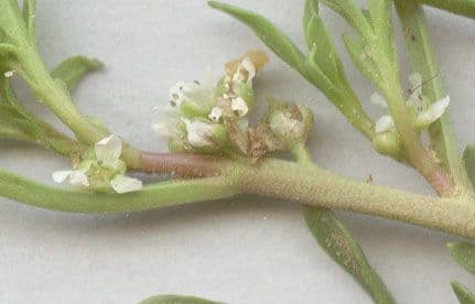 Lappola comune