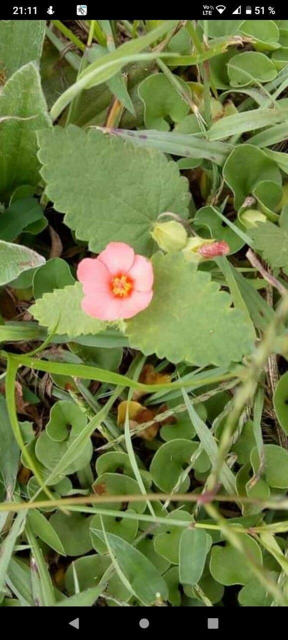 Krapovickasia flavescens 7