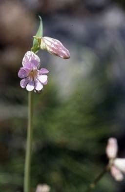 Silene pelosa 6