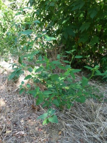 Sida spinosa 10