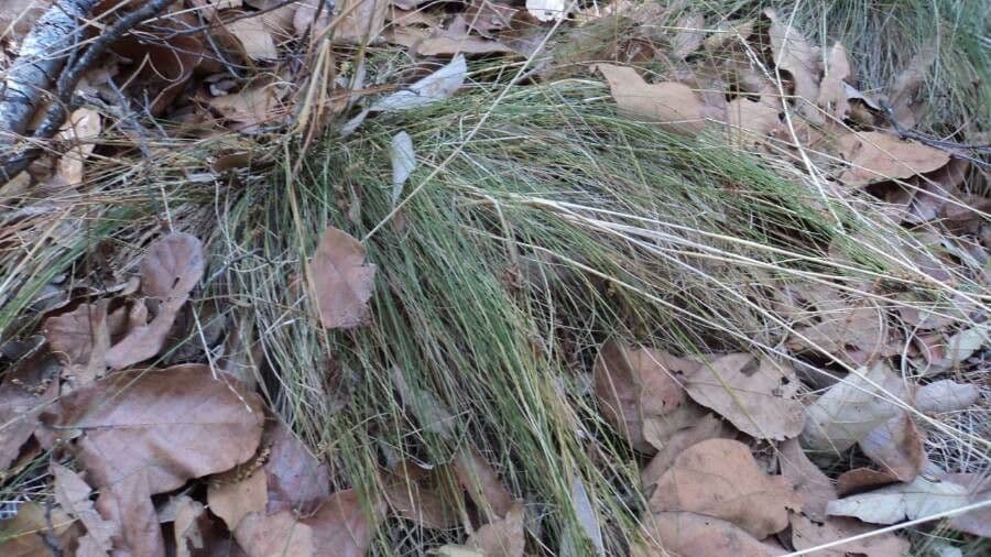 Festuca 7