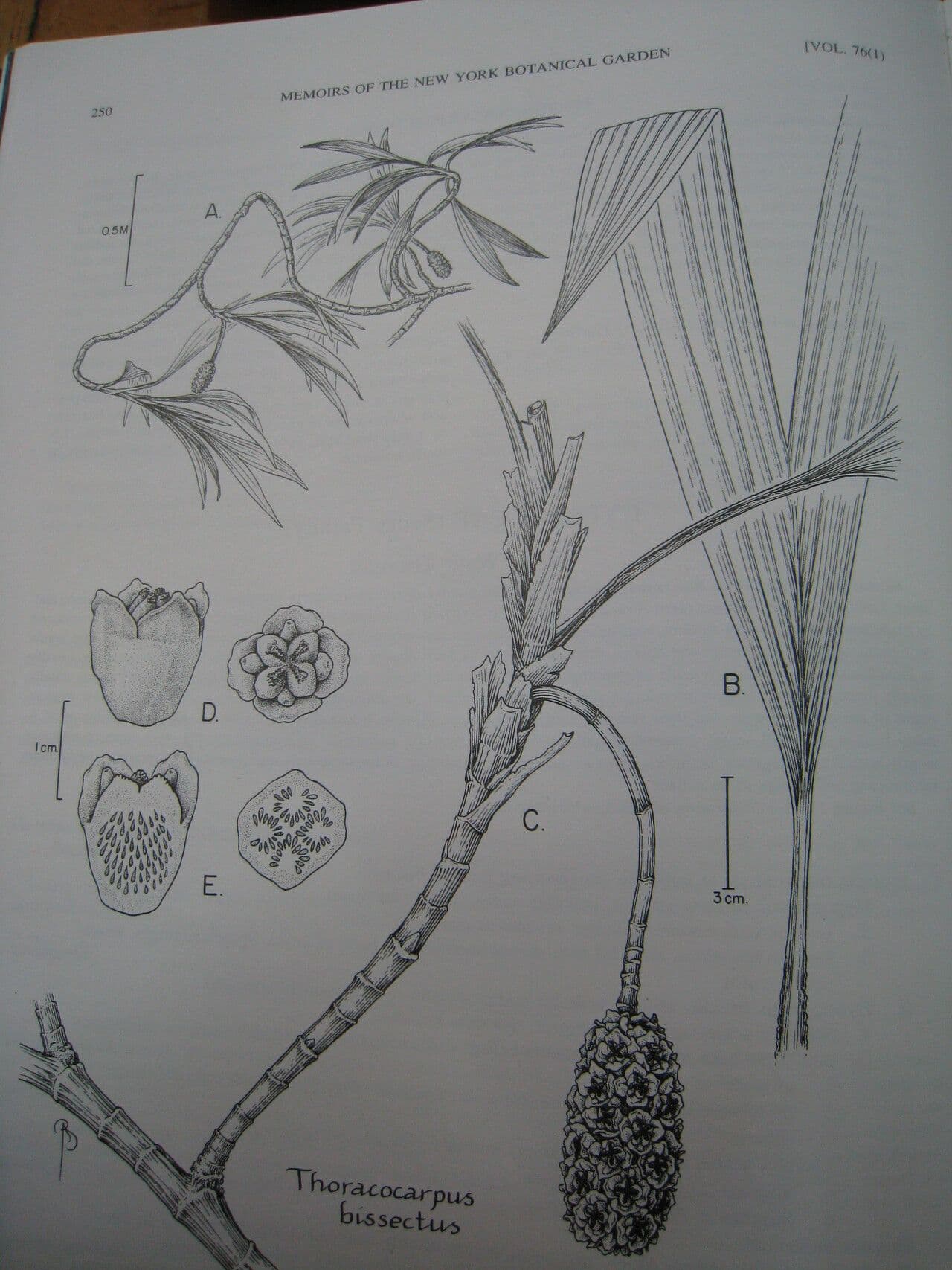 Thoracocarpus bissectus
