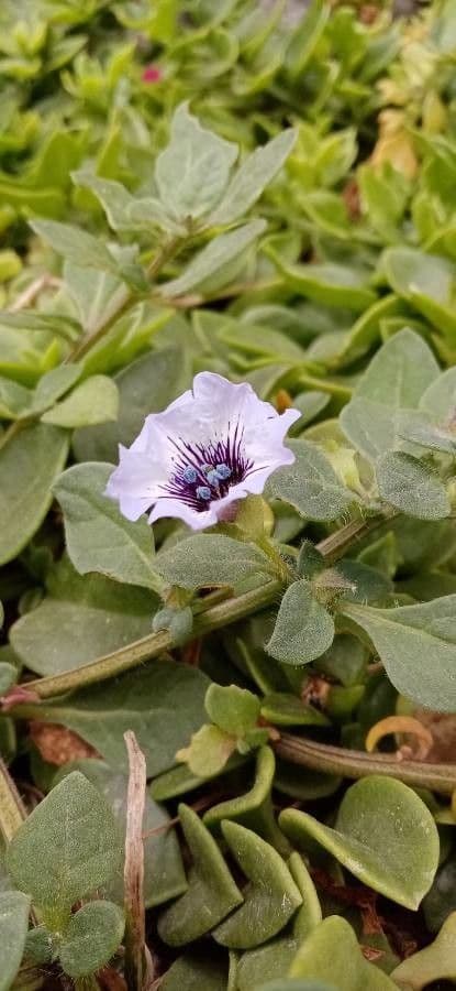 Kriechende Nolane 12
