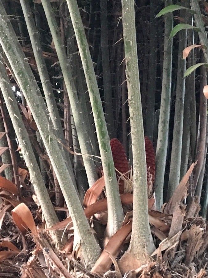 Kongo-Riesen-Palmfarn