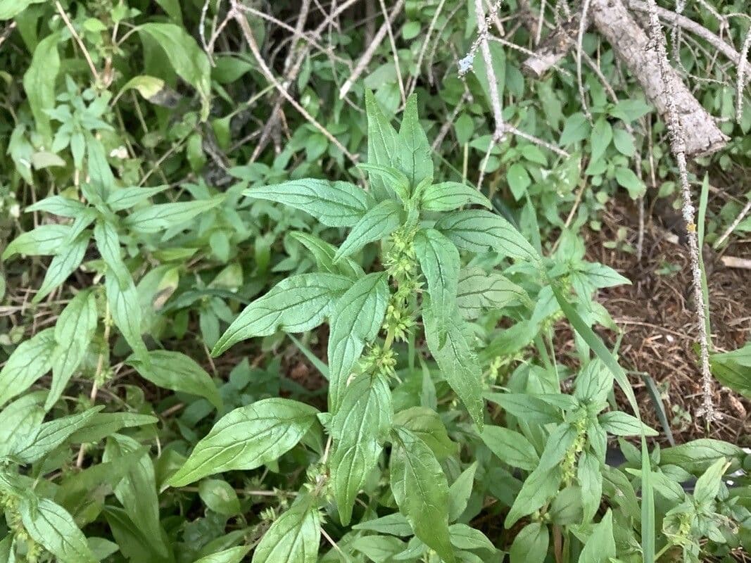 Parietaria pensilvanica 5