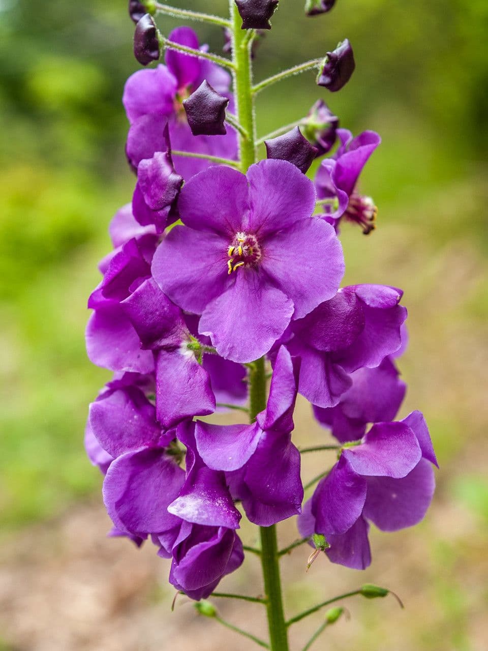 Divizna 6