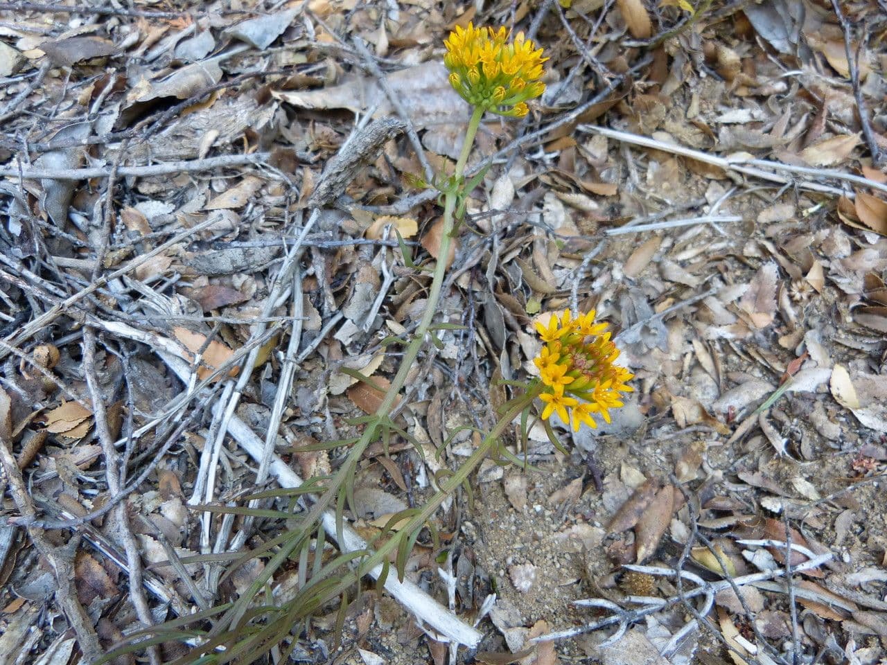 Quinchamalium 18