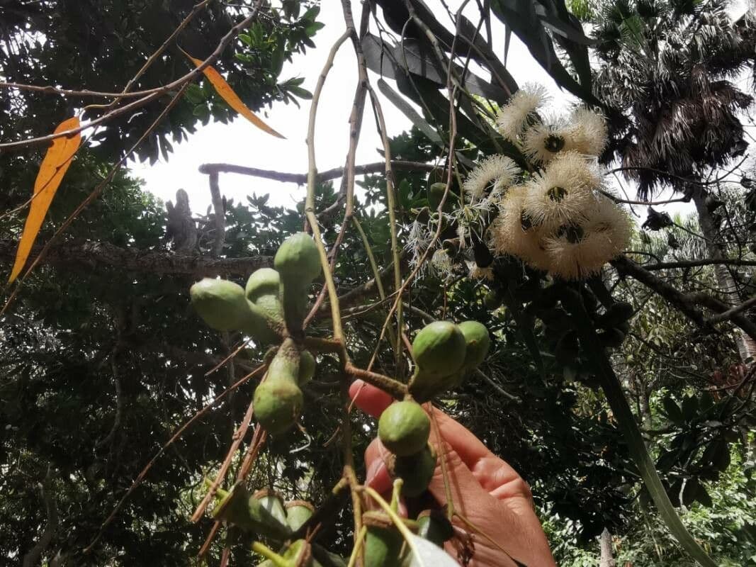 Eucalipto limone