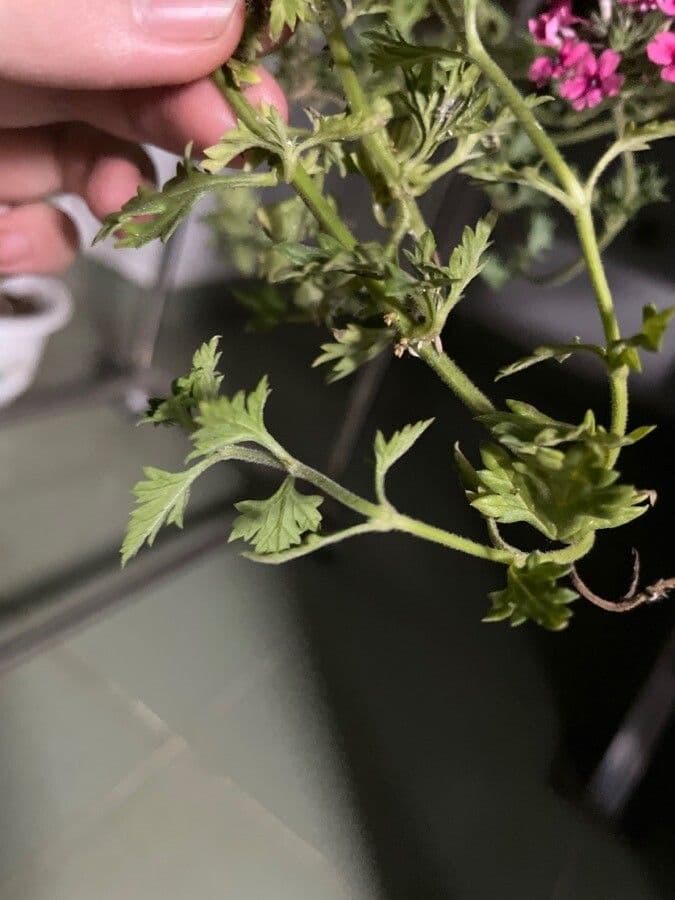 Verbena ibrida 9