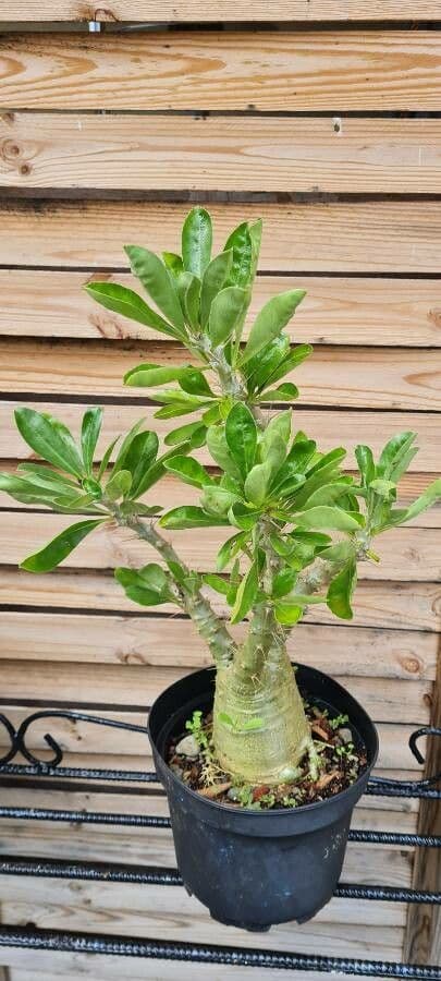 Pachypodium 16