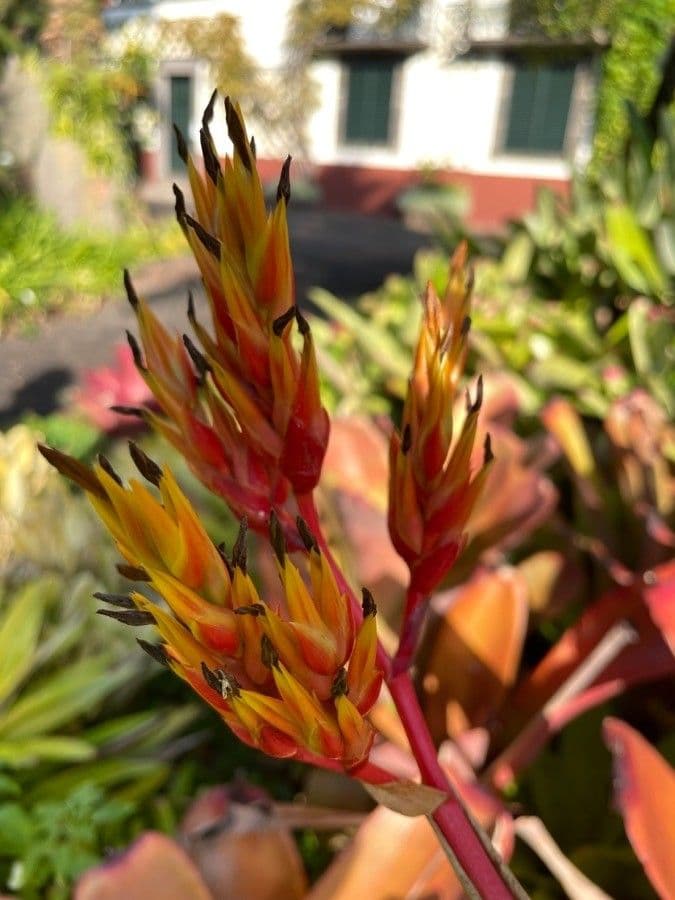 Guzmania 6